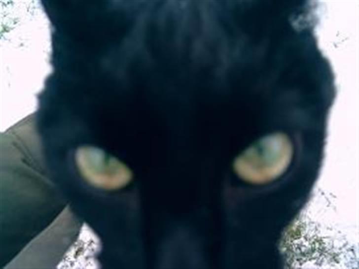 Huskat Mini - Evil Mini billede 2