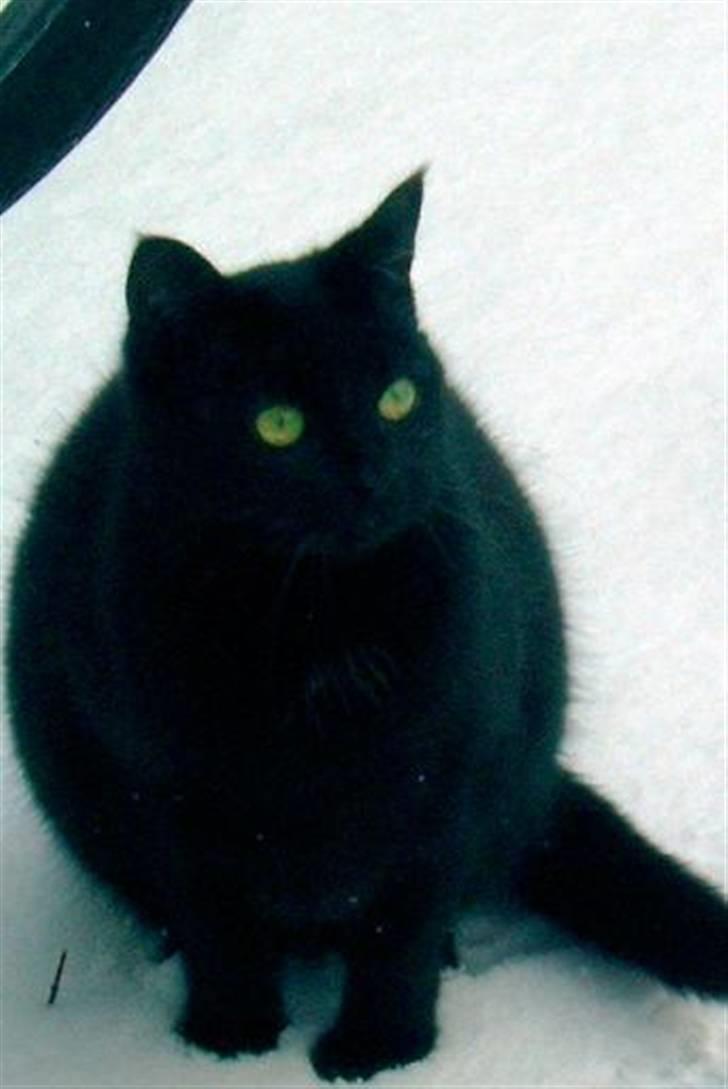 Huskat Mini - Mini i sneen billede 3