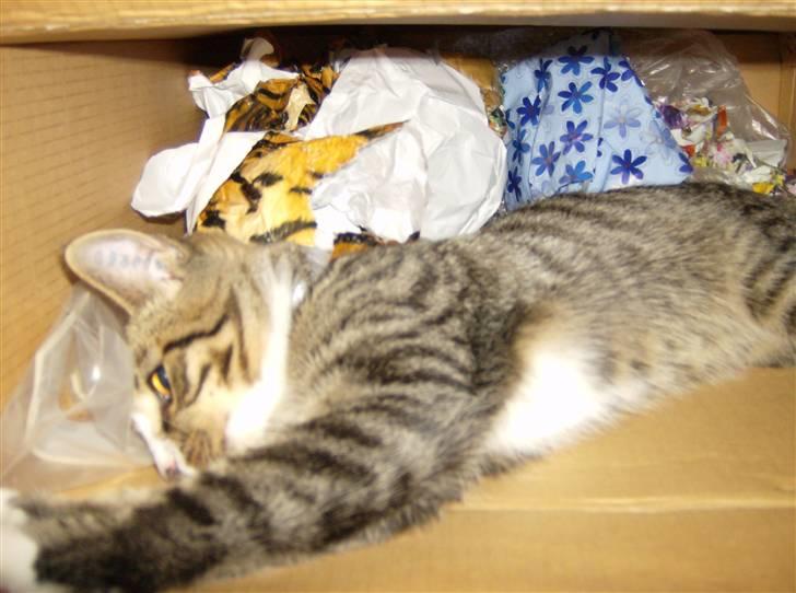 Huskat Lut - #1 billede 1