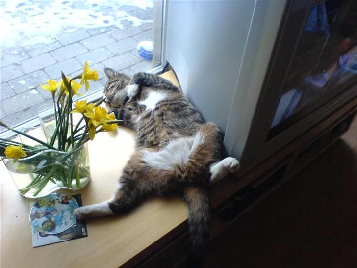 Huskat Lut - #2 billede 2