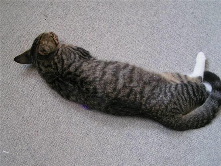 Huskat Lut - #3 billede 3