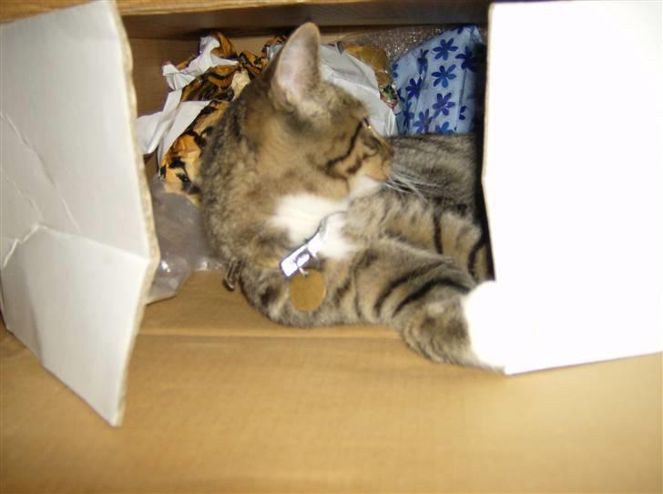 Huskat Lut - #4 billede 4