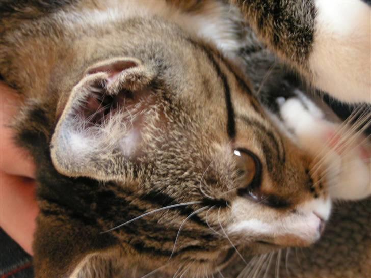 Huskat Lut - #5 billede 5