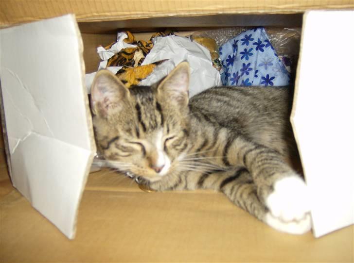 Huskat Lut - #6 billede 6