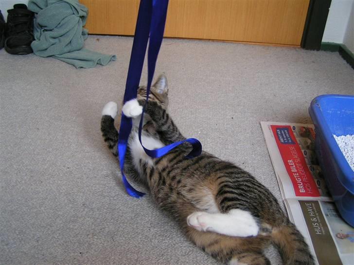 Huskat Lut - #7 billede 7