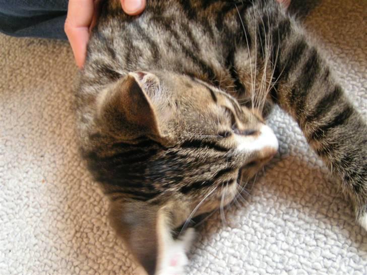 Huskat Lut - #8 billede 8