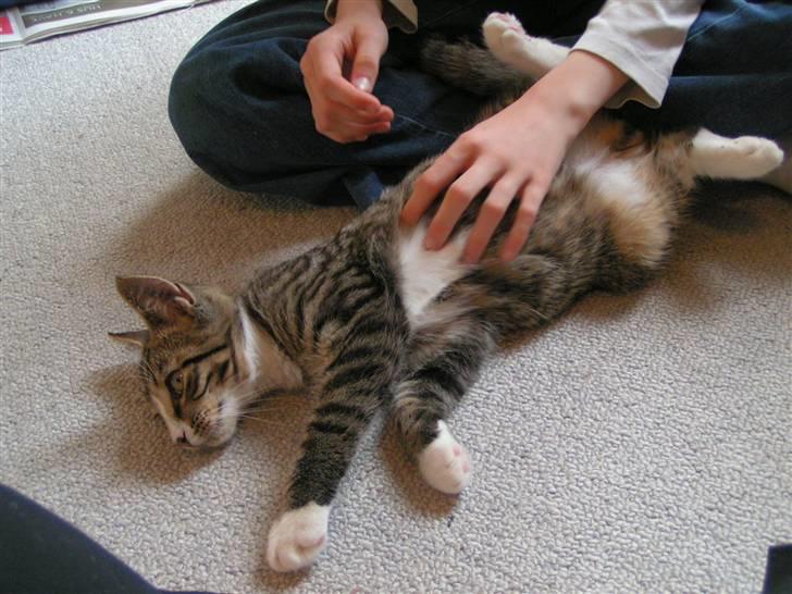 Huskat Lut - #9 billede 9