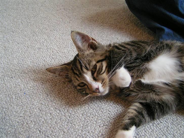 Huskat Lut - #11 billede 11