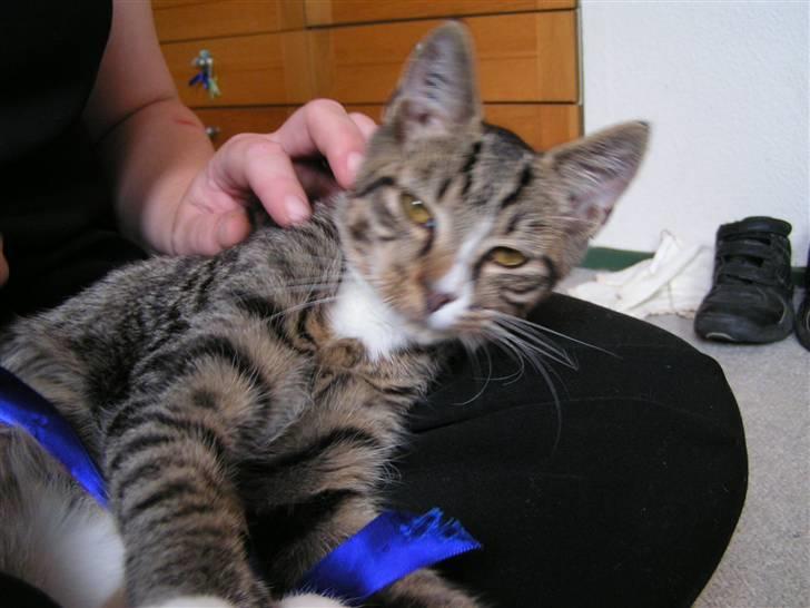 Huskat Lut - #12 billede 12