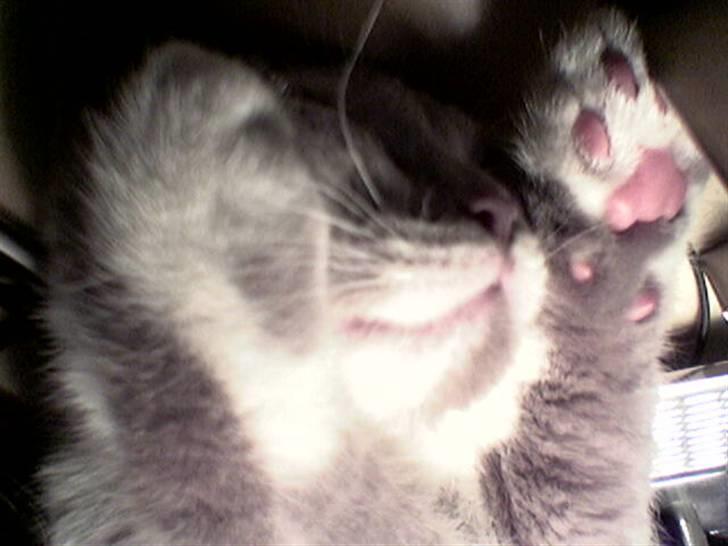 British Shorthair Balou billede 2