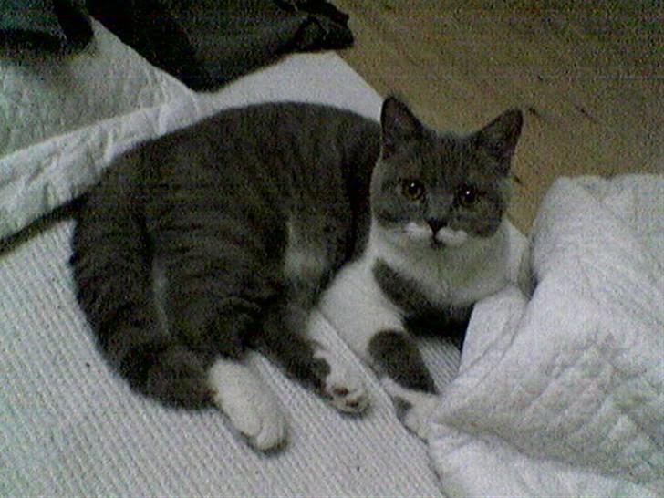 British Shorthair Balou billede 3
