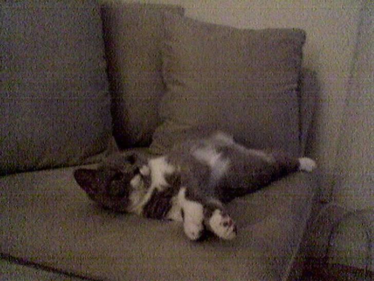 British Shorthair Balou billede 4