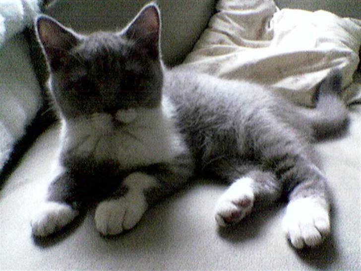 British Shorthair Balou billede 5