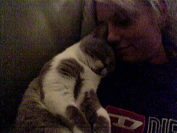 British Shorthair Balou billede 6