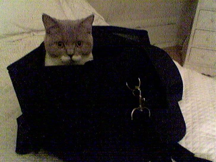 British Shorthair Balou billede 7