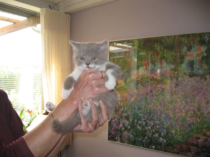 British Shorthair Balou - Første gang at jeg så ham...er han ikke bare lækker  billede 8