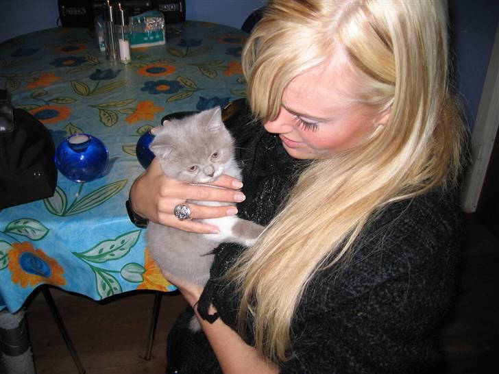 British Shorthair Balou - Anden gang jeg besøgte ham, her var der ikke lang tid til at jeg ville få ham hjem billede 9