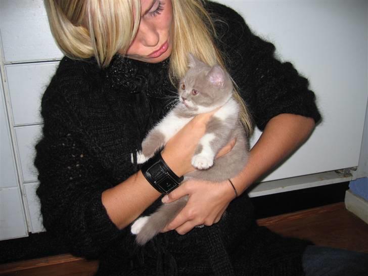 British Shorthair Balou - Anden gang jeg besøgte ham, her var der ikke lang tid til at jeg ville få ham hjem billede 10