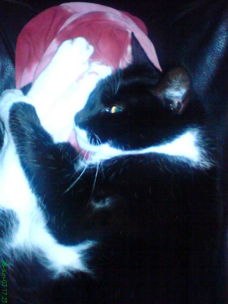 Blanding af racer Mio - her ligger jeg bare og slapper på sofaen. billede 1