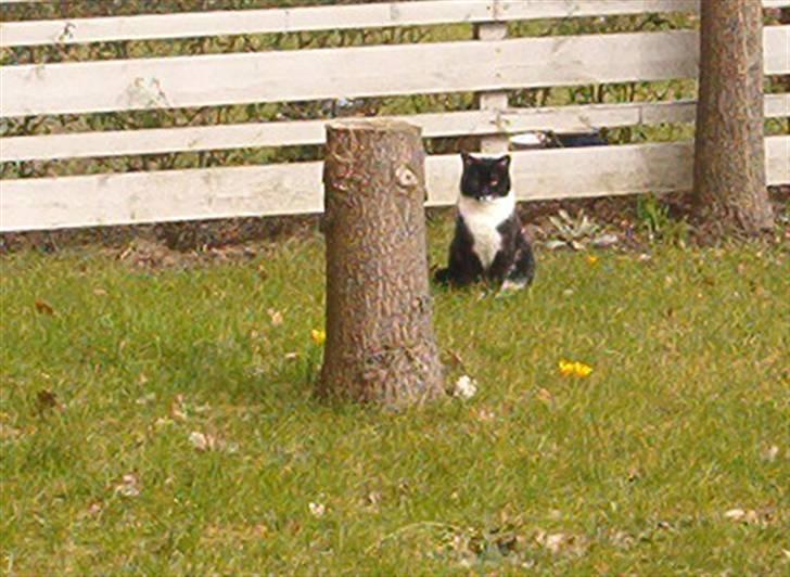 Blanding af racer Mio - mio tror ikke vi kan se ham ? tit bø billede 2