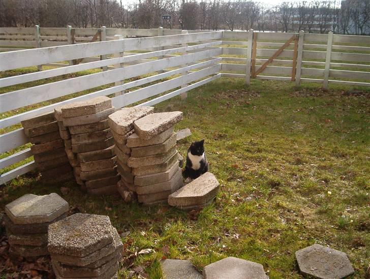 Blanding af racer Mio - her stå mio og venter på far de er ved at ligge fliser..smil billede 3