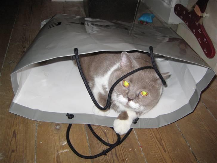 British Shorthair Balou billede 11