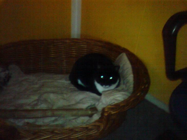 Blanding af racer Mio - her har mio lige lånt vores hund kur.. der ligger man jo meget godt nu hvor vores hund ikke gider at ligge i den..Smil billede 4