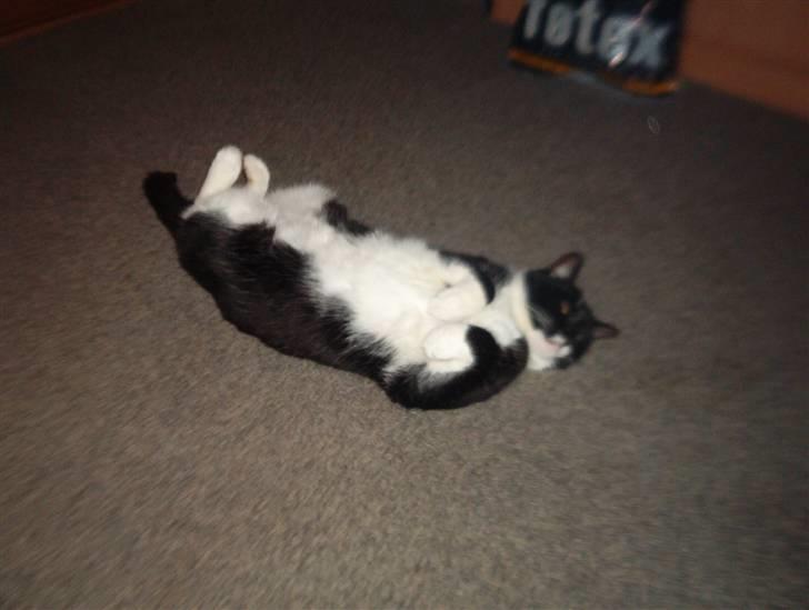 Blanding af racer Mio - her ligger jeg lige og ruller rundt på gulvet jeg er lidt glad idag. .:0) billede 5