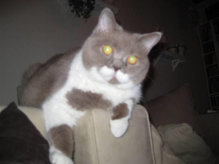 British Shorthair Balou billede 12