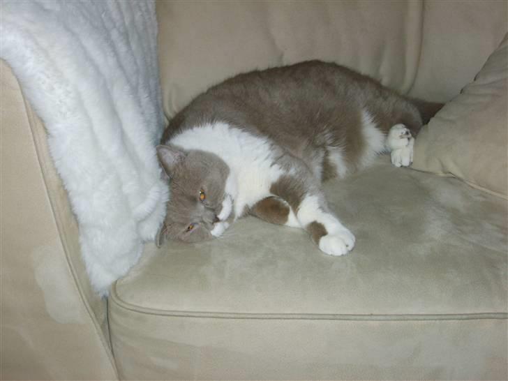 British Shorthair Balou billede 13