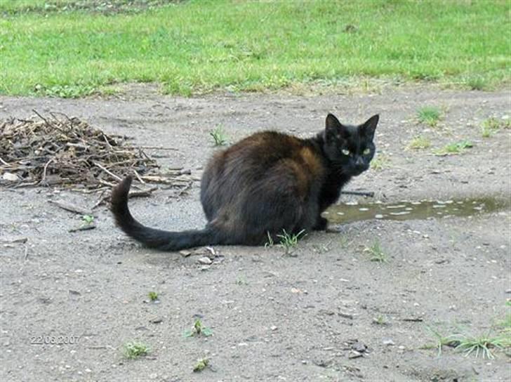 Huskat Mini - Mini hygger i haven, og nyder den første sommersol billede 4