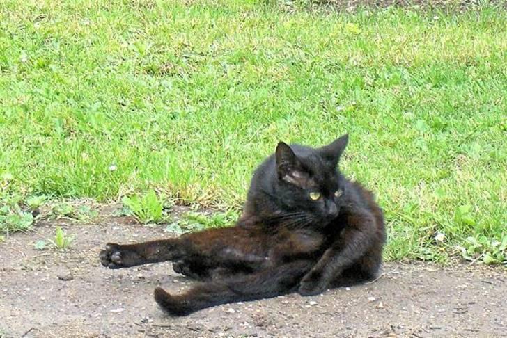 Huskat Mini - Minimissen tager sig lige et bad :) billede 5