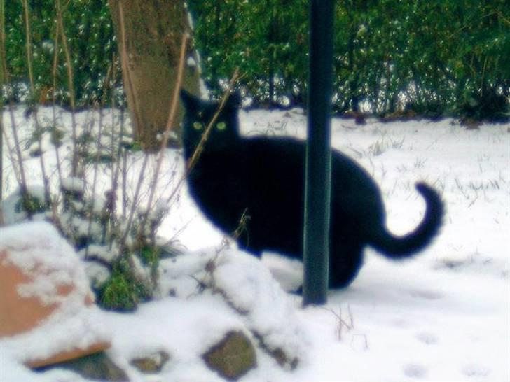 Huskat Mini - Damn, så fandt du mig! billede 6