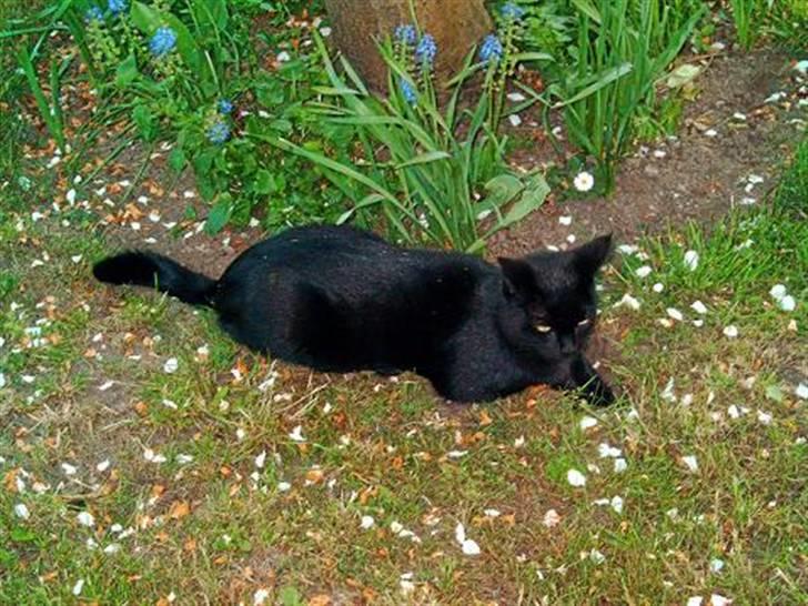 Huskat Mini - Gå lige... Jeg hygger mig med lidt alenetid...  billede 7