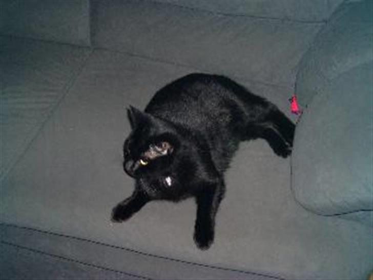 Huskat Mini - MIN sofa! billede 8