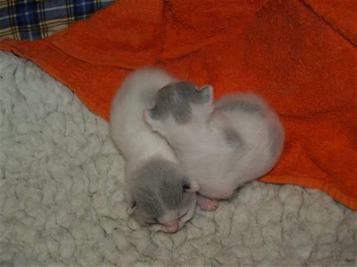 Huskat » Josefine<3 - 8; Kærlighed!<3 billede 8