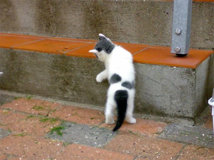 Huskat » Josefine<3 - 9; Josefine som killin <3 billede 9