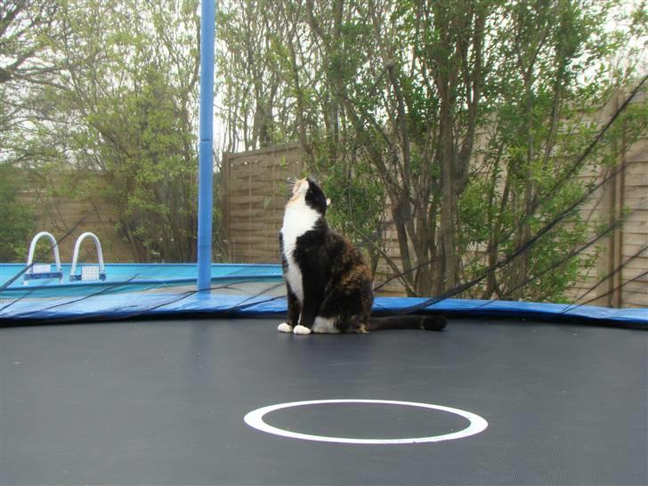 Blanding af racer Fine billede 10