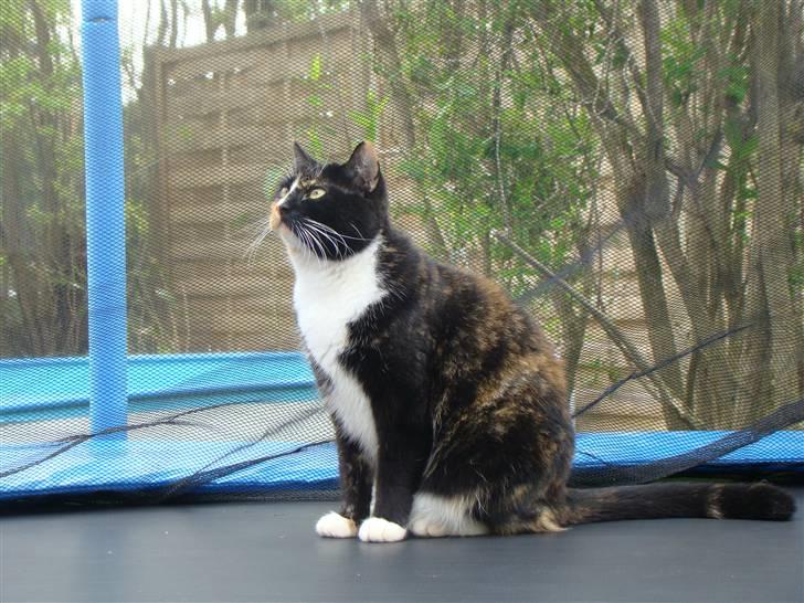 Blanding af racer Fine billede 11