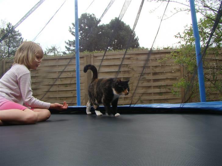 Blanding af racer Fine billede 12