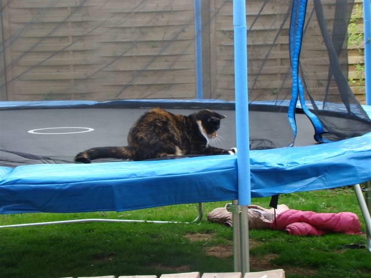 Blanding af racer Fine billede 13