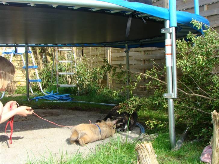 Blanding af racer Fine billede 14