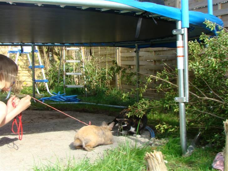 Blanding af racer Fine billede 15