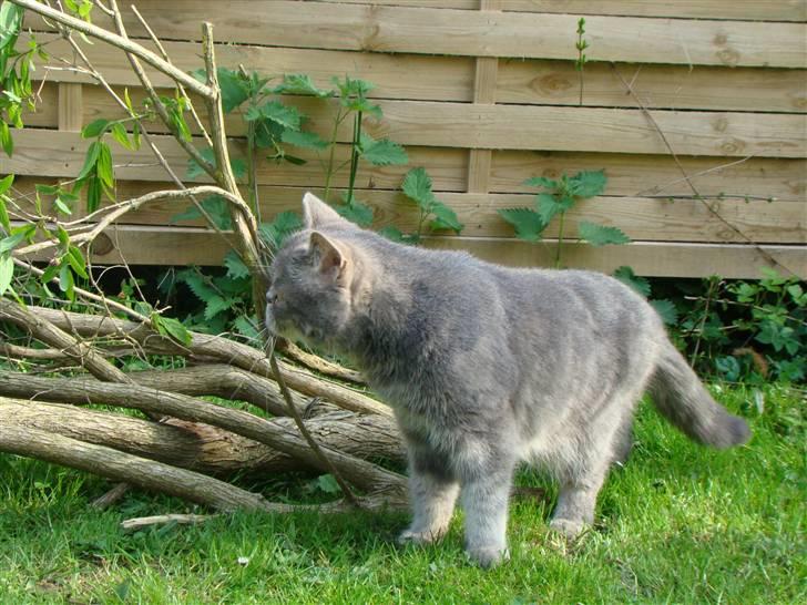 Exotic Cæsar billede 14