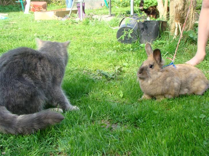 Exotic Cæsar billede 15