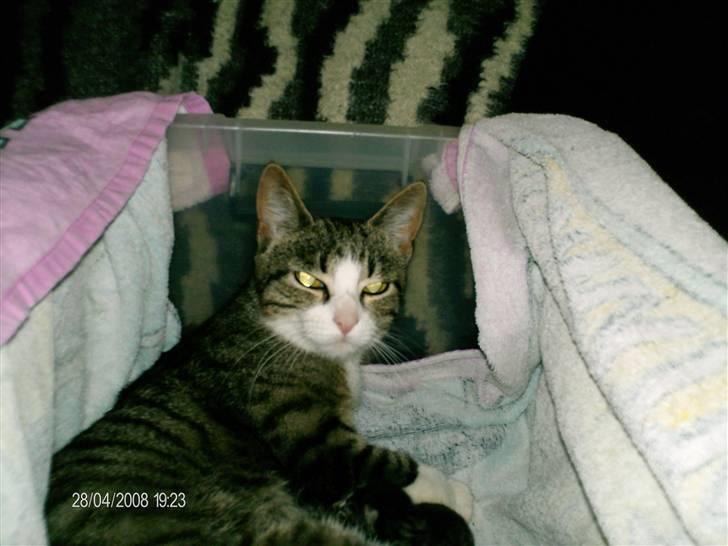 Huskat Muzze billede 9