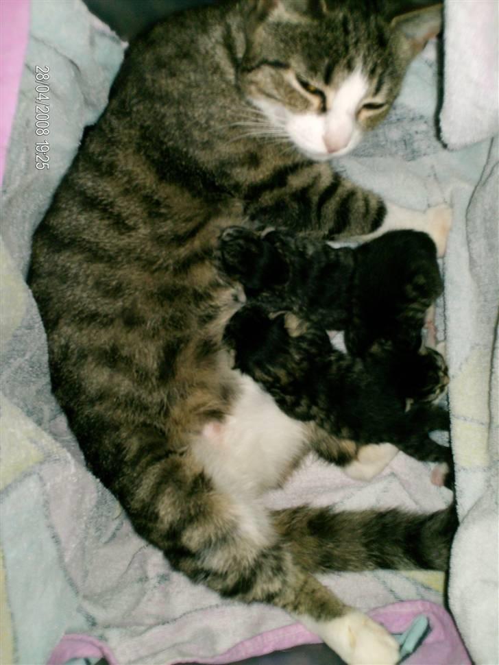 Huskat Muzze billede 14