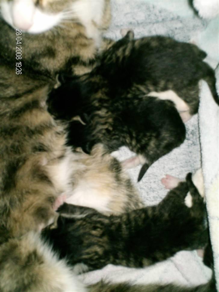 Huskat Muzze billede 16