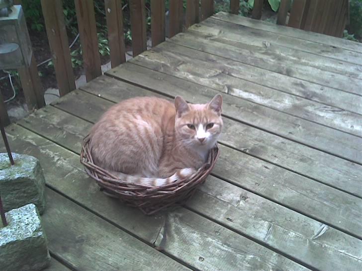 Huskat Putte - Skøre kat, der kan du sku da ikk ligge :p billede 5