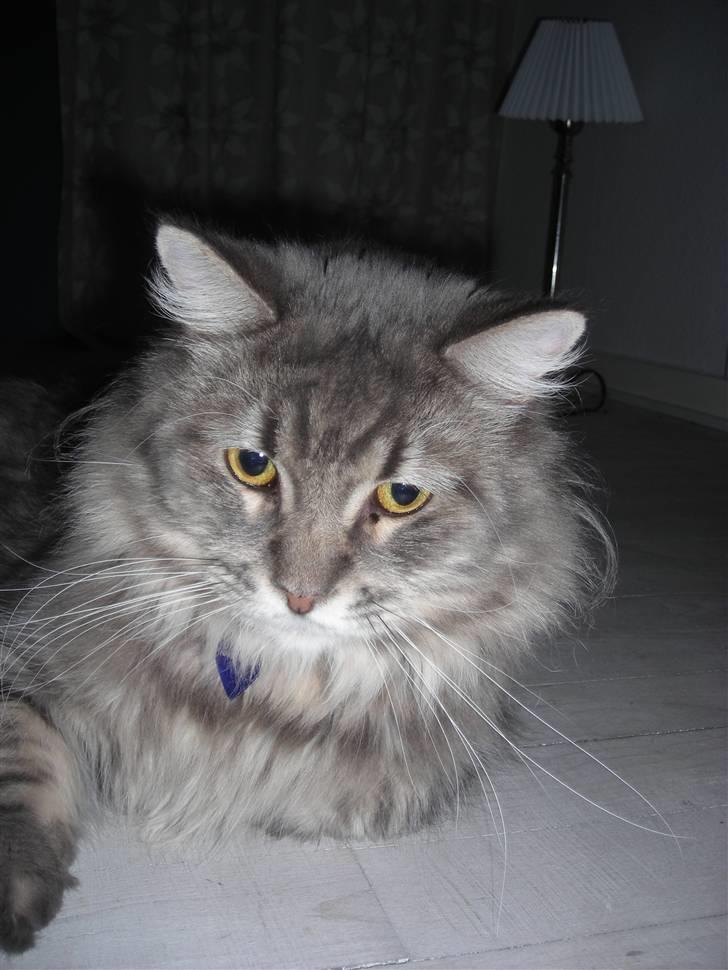 Maine Coon DK Maine entrances Nemo billede 1